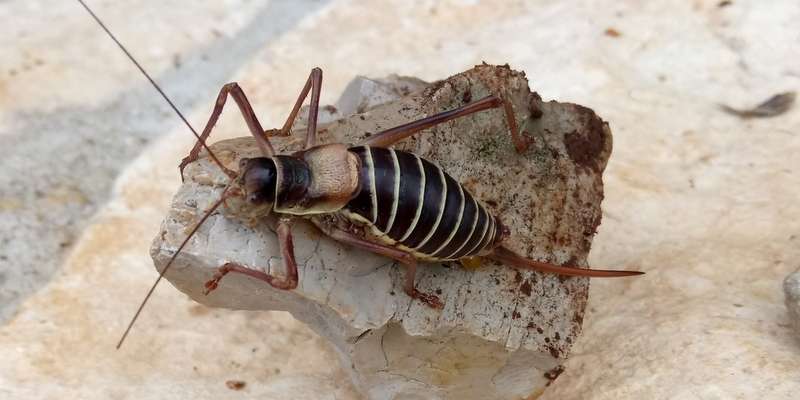 Un insecte étrange du Bois de Faral