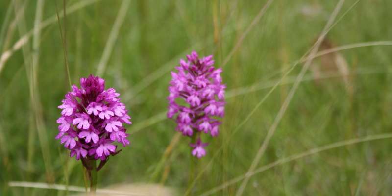 Les orchidées et autres fleurs du Bois de Faral