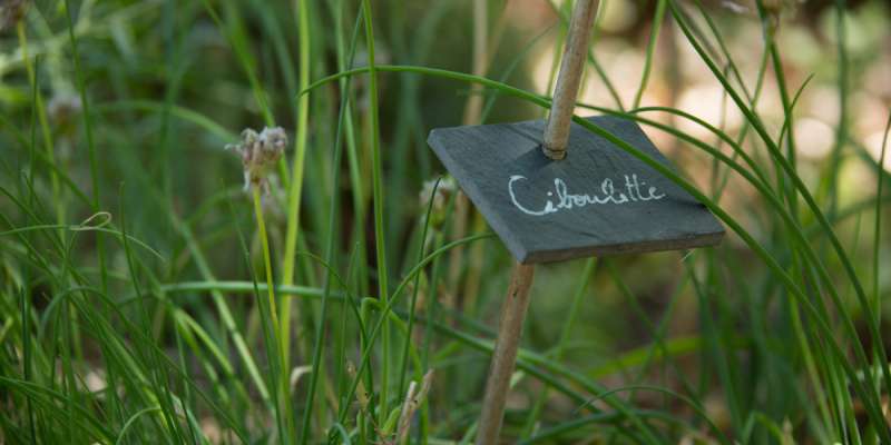 Ciboulette au Bois de Faral