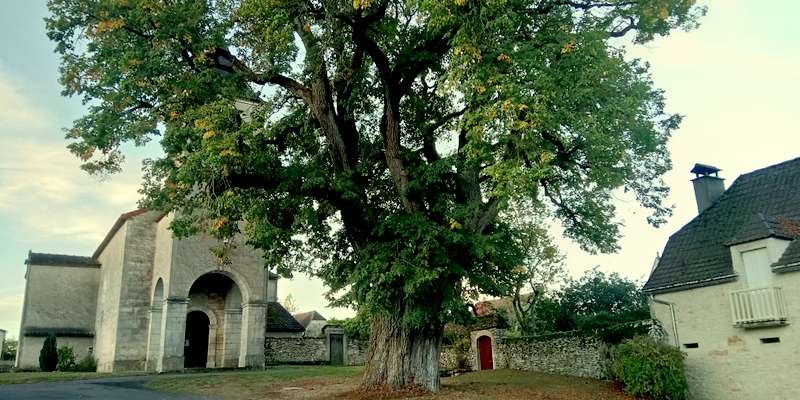 Le Tilleul du Bastit, devant l'église