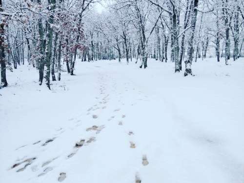 Des pas dans la neige 