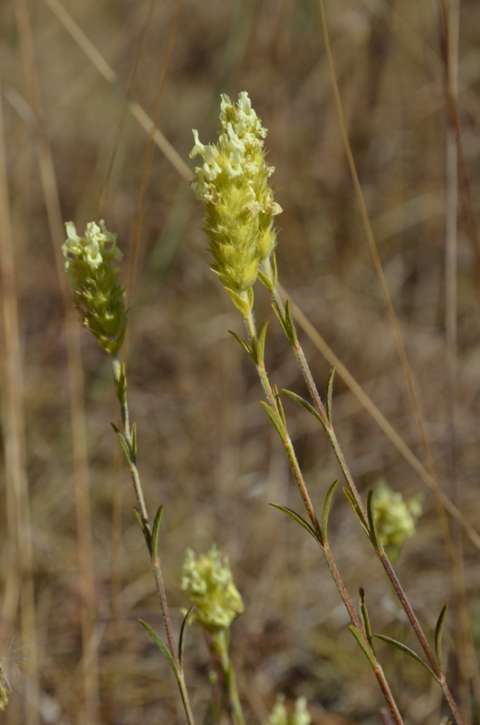 Crapaudine de Guillon (Sideritis hyssopifolia subsp. guillonii)