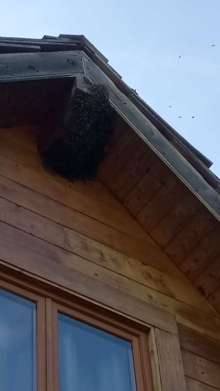 Un essaim sur le pignon du chalet La Braunhie au Bois de Faral