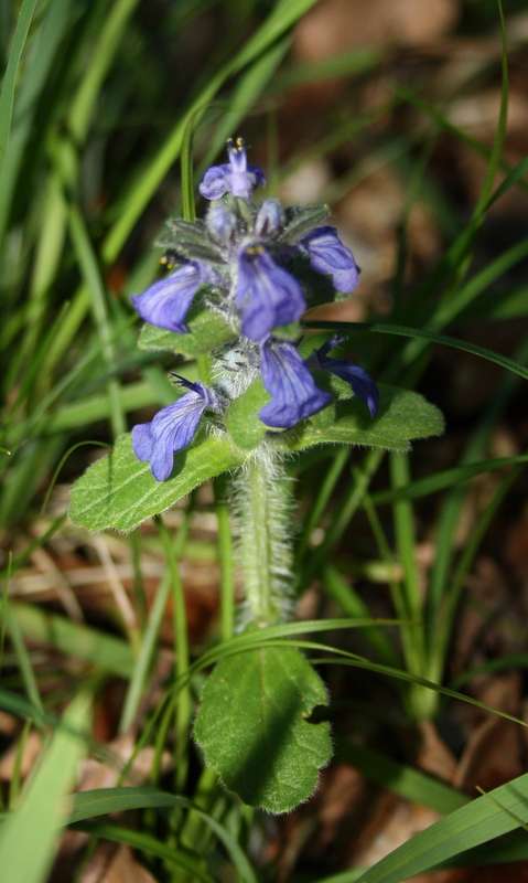 Bugle (Ajuga sp.)  (Aujuga reptans ou  Ajuga genevensis ?)