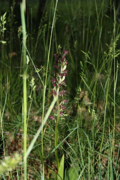 Orchis pourpre (Orchis purpurea)