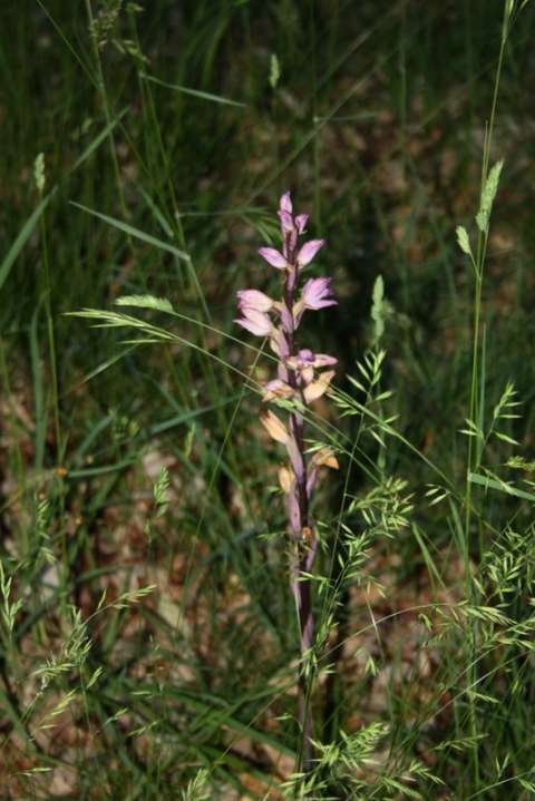 Limodore à feuilles avortées (Limodorum abortivum), encore une orchidée!