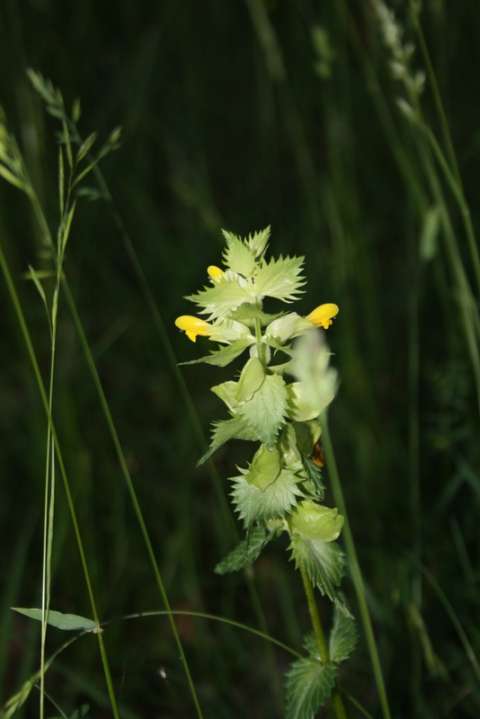 Mélampyre à crète (Melampyrum cristatum)