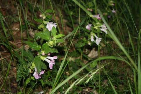  Mélitte à feuilles de mélisse (Melittis melissophyllum)