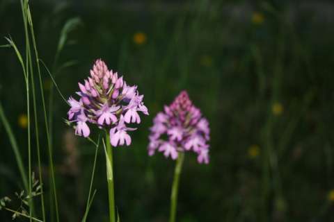  Orchis pyramidale (Anacamptis pyramidalis)