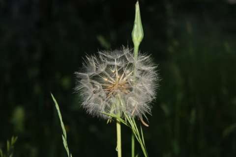 Salsifi (Tragopogon sp.)