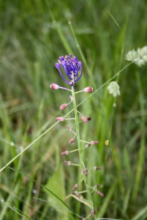 Muscari à Toupet (Muscari comosum)