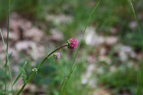 Petite pimprenelle (Poterium sanguisorba)