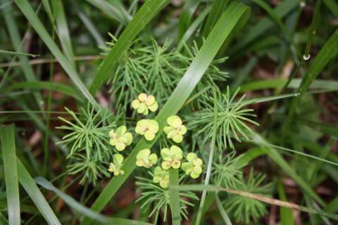 Euphorbe petit-cyprès (Euphorbia cyparissias)