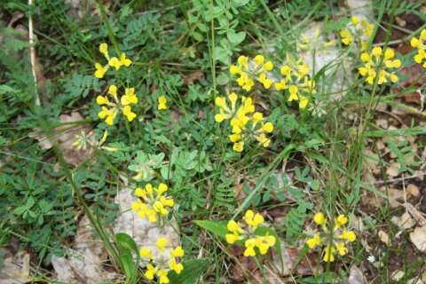 Lotier corniculé (Lotus corniculatus)