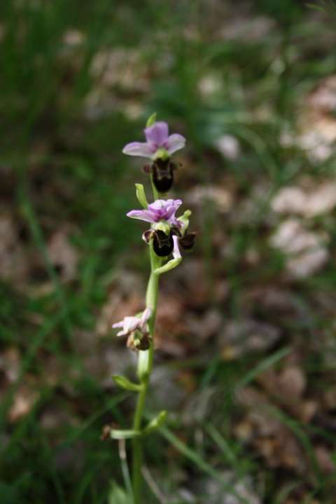 Ophrys abeille ? aucune certitude...