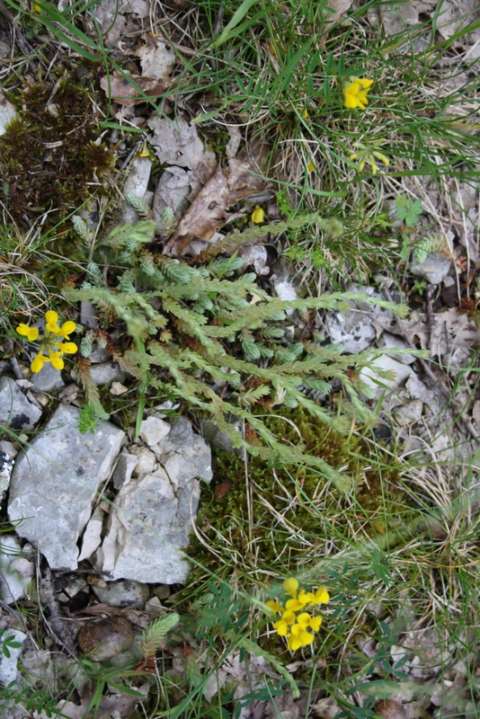 Orpin (Sedum sp.)