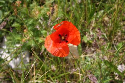 Coquelicot (Papaver rhoeas)