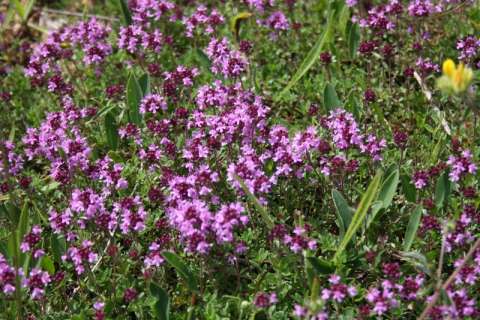 Serpolet (Thymus sp.)