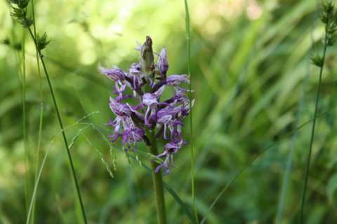 Orchis singe (Orchis simia)