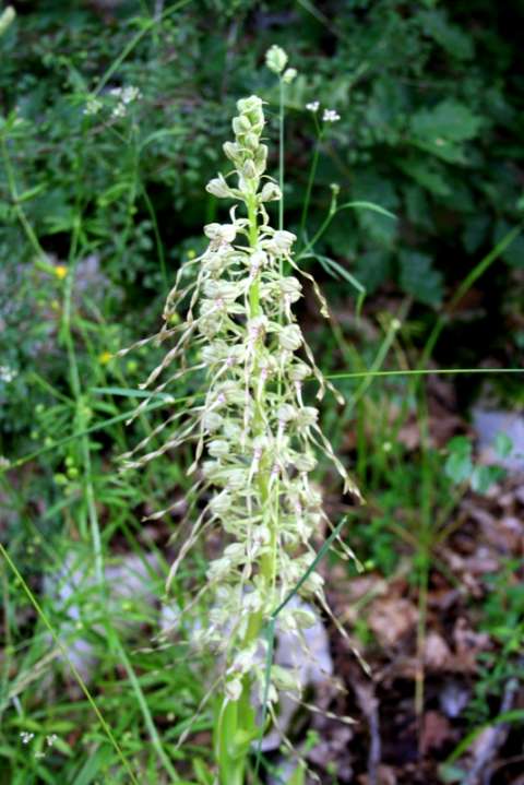 Orchis bouc (Himantoglossum hircinum)