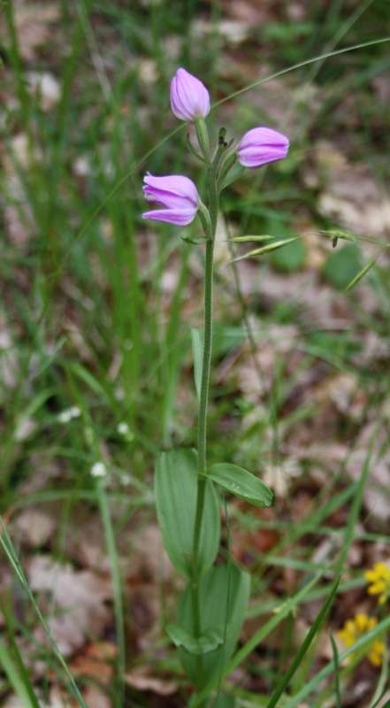 Cephalanthère rouge (Cephalanthera rubra)