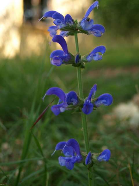 Sauge des prés (Salvia pratensis)