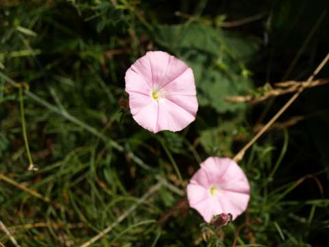  Liseron des monts Cantabriques (Convolvulus cantabrica)