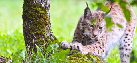 Parc animalier de Gramat