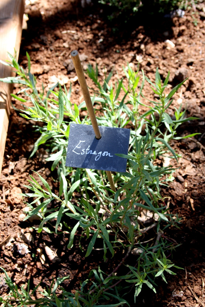 Jardin potager bio au Bois de Faral : culture d'estragon frais pour vos repas nature et savoureux